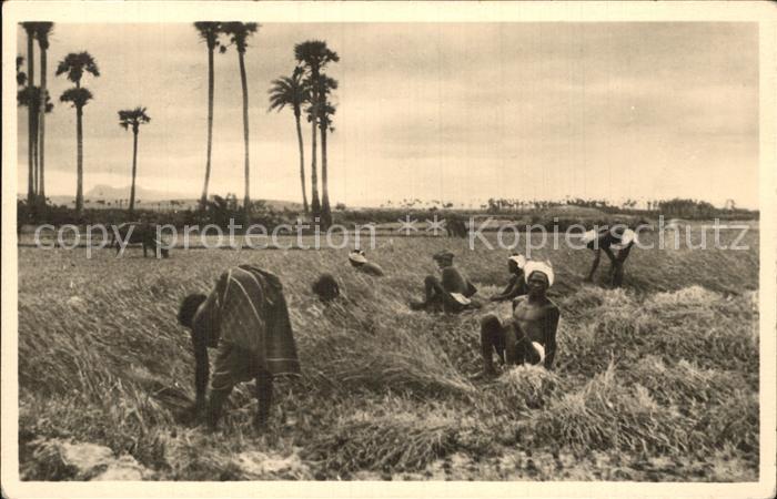 Ernte Landwirtschaft Reisernte Süd-Indien