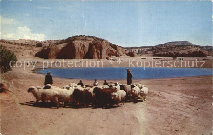 Schafe Sheep Raising Indian Country