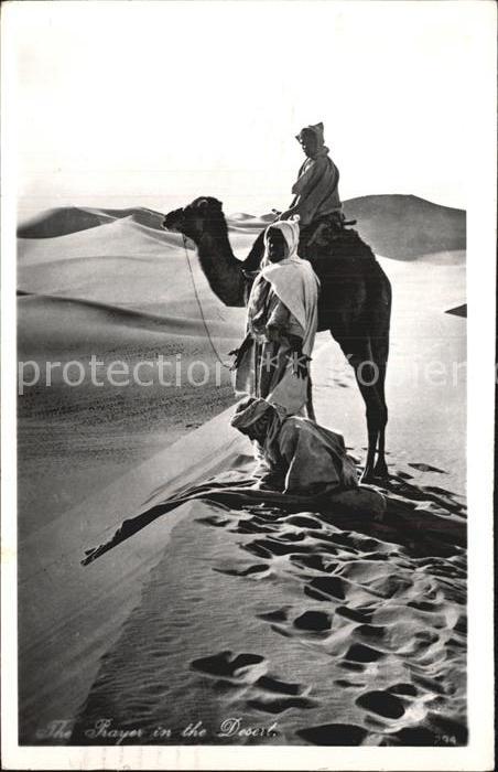 Kamel Camel Chameau Prayer in the Desert