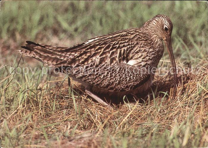 Voegel Birds Oiseaux Uccelli Pajaros-- Brachvogel