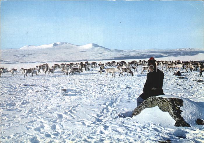 Rentier Pa fjallet Same vid renhjorden