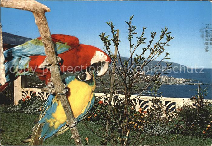 Papagei Costa Nord Puerto de la Cruz