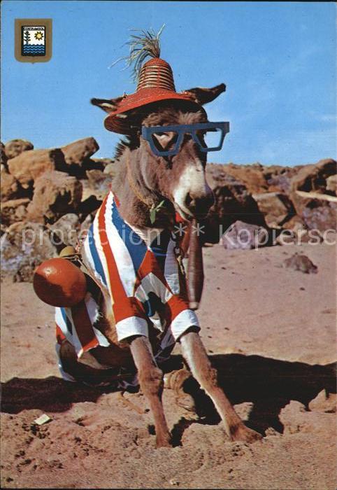 Esel Tiere Humor Costa del Sol