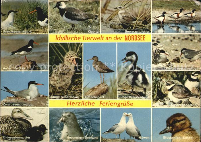 Tiere Nordsee Austernfischer Rotschenkel Brandenten Kiebitz