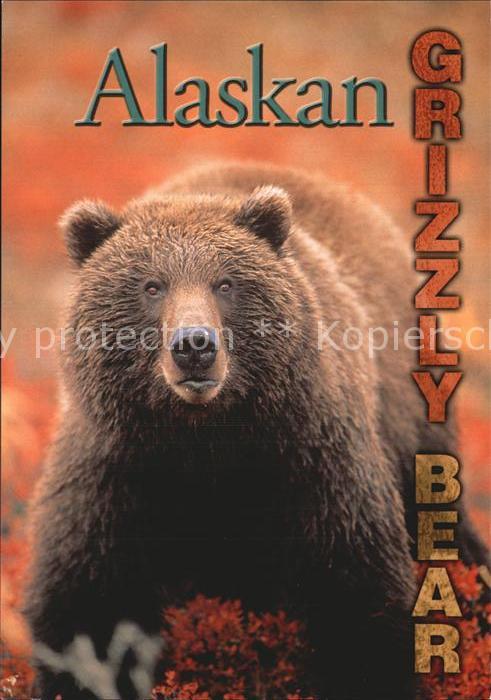 Baeren Alaskan Grizzly Bear