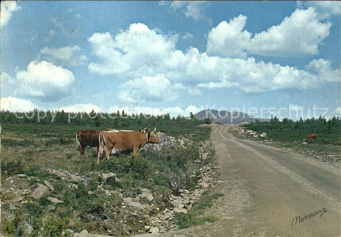 Kuehe Norge Parti mot Skaget