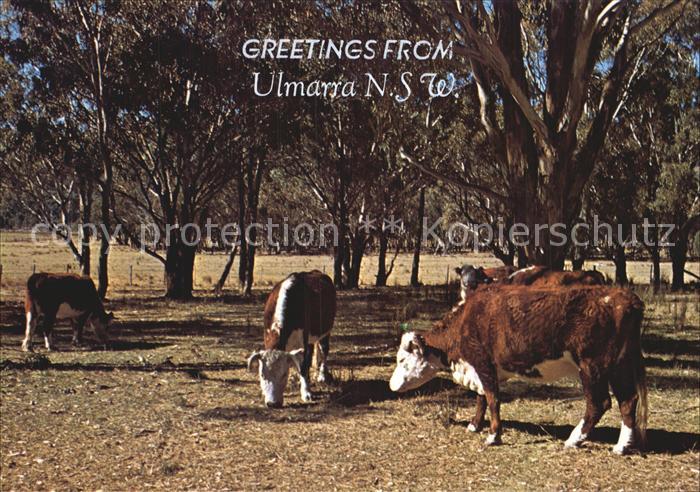 Kuehe Ulmarra Hereford Cattle Australia