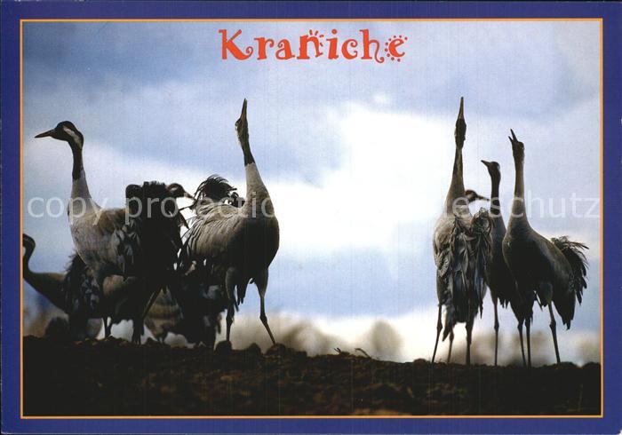 Voegel Birds Oiseaux Uccelli Pajaros-- Kraniche