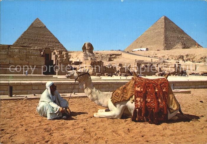 Kamel  Camel Chameau Giza Sphinx Pyramids of Cheops and Chephren