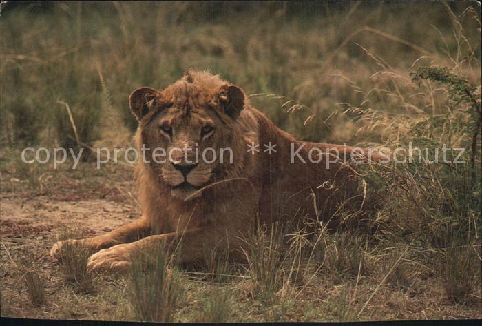 Loewe Parc Virunga Nord Kivu Zaire