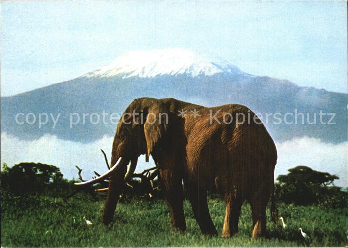 Elefant Kilimanjaro