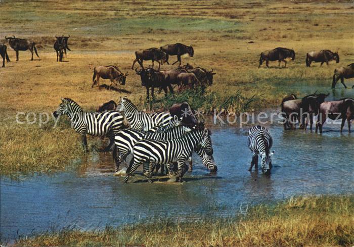 Zebra African Wild Life Wildebeeste