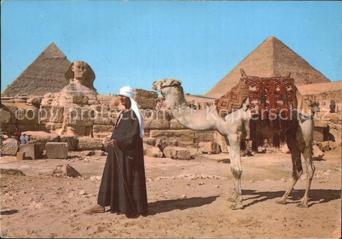 Kamel  Camel Chameau Giza Sphinx Pyramids of Cheops and Chephren