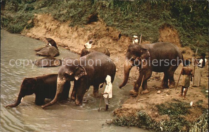 Elefant Katugastota River Ceylon