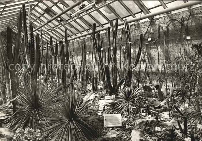 Kakteen Botanischer Garten Jena Sukkulenten-Sch