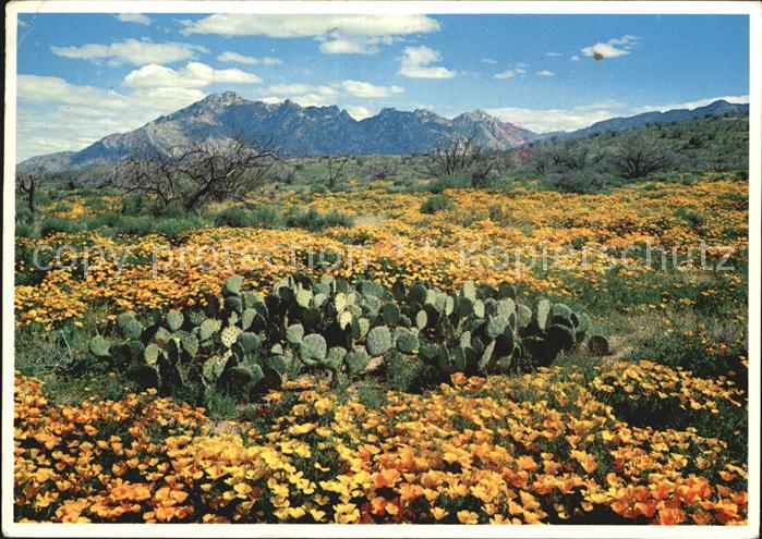 Kakteen Desert Poppies Southern Arizona