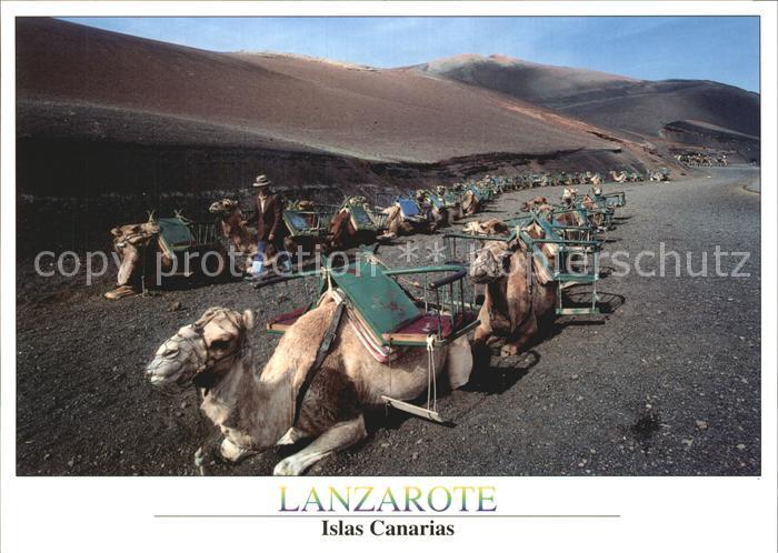 Kamel  Camel Chameau Lanzarote Islas Canarias
