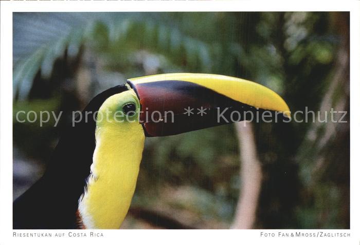 Voegel Birds Oiseaux Uccelli Pajaros-- Riesentukan Costa Rica