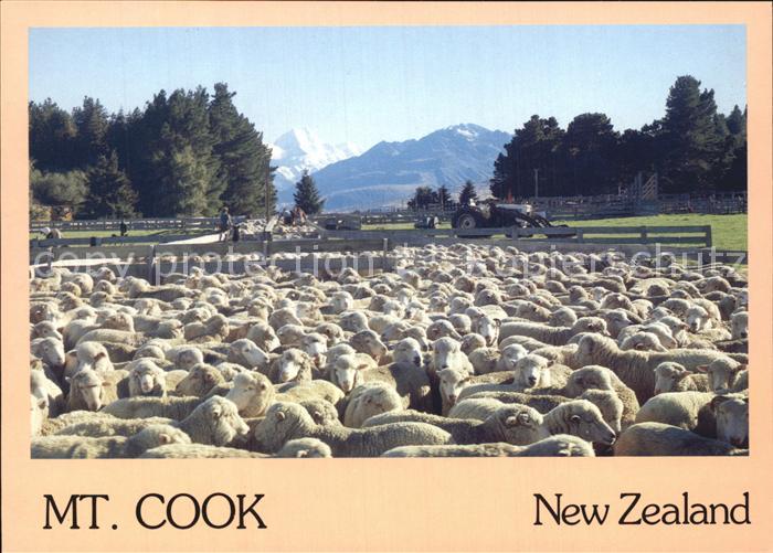 Schafe Sheep Yards Braemar Station Mount Cook New Zealand