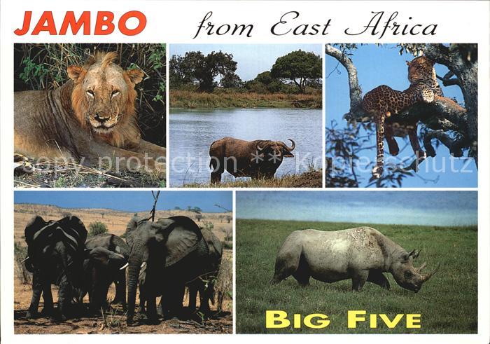 Tiere Big Five East Africa Loewe Nashorn Elefanten Leopard