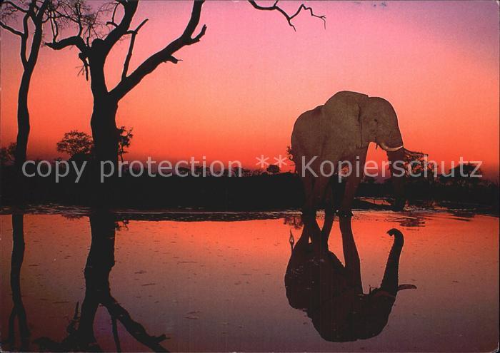Elefant African Wildlife Sonnenuntergang
