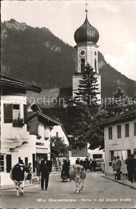 OBERAMMERGAU Bayern Partie in der Ettaler Strasse Viehtrieb Kuehe Kirche