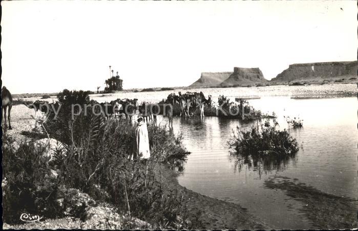 Marokko Maroc Chambeaux a L'Abreuvoir