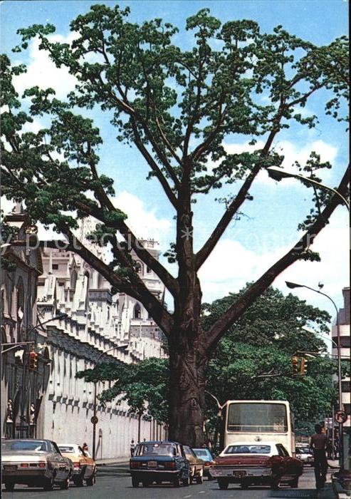 Caracas Avenida Universidad y la famosa Ceiba de San Francisco