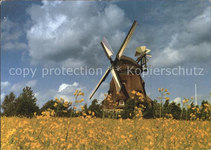 Schleswig Holstein Muehle Rapsfeld