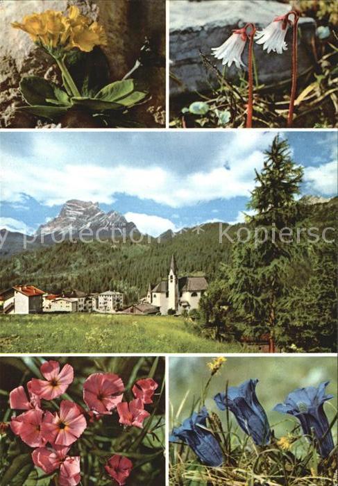 Mendelpass Panorama Primula auricula Soldanella minima Dianthus Silvester Genian