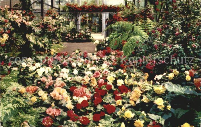 San Diego California Rosecroft Begonia Gardens