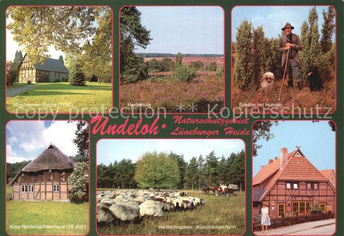 Undeloh Magdalenen Kirche Altes Niedernsachsenhaus Heidschnucken Schaefer mit Hu