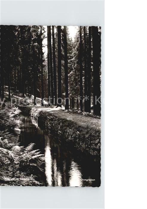 Altenau Harz Waldpartie am Bach