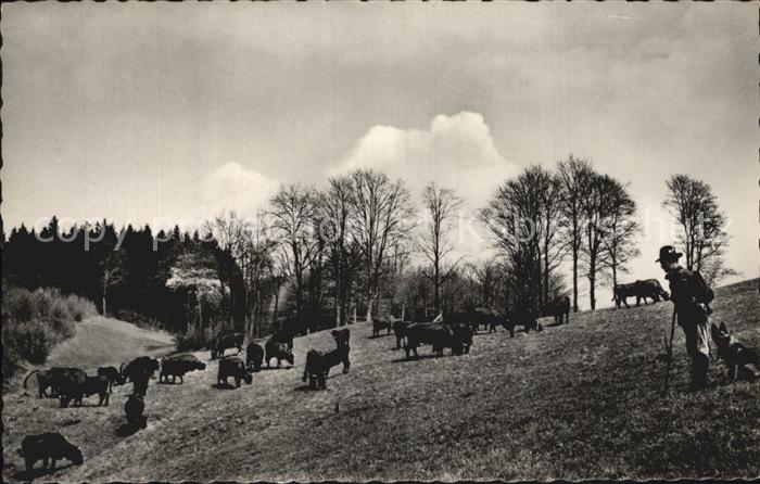 Hirte Kühe Oberharzer Damenkapelle