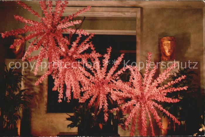 Blumen Vanda Orchid Display Royal Hawaiian Hot
