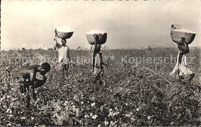 Baumwollpfluecker Cotton Pickers Afrique Noire Ernte