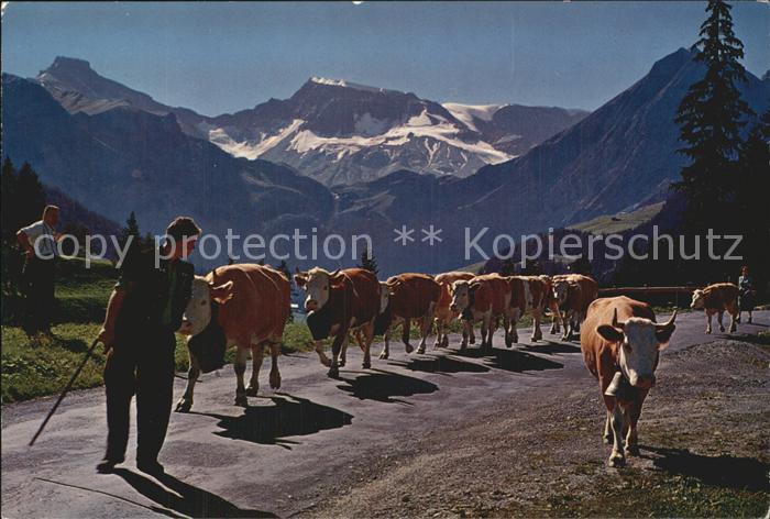 Kuehe Alpabfahrt Engstligenalp Adelboden Steghorn-Wildstrubel