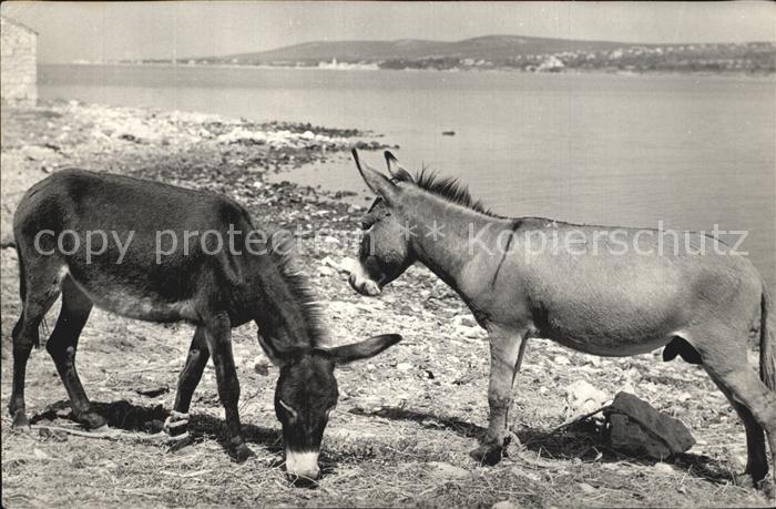 Esel Tiere Rovinj Kroatien