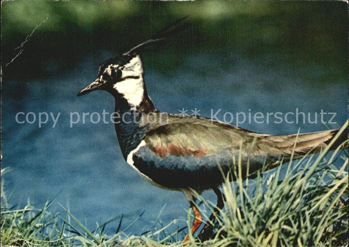 Voegel Birds Oiseaux Uccelli Pajaros-- Kiebitz