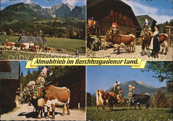 Kuehe Almabtrieb Berchtesgadener Land