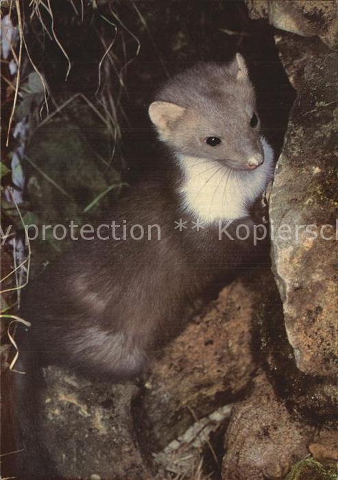 Tiere Steinmarder Spendenkarte