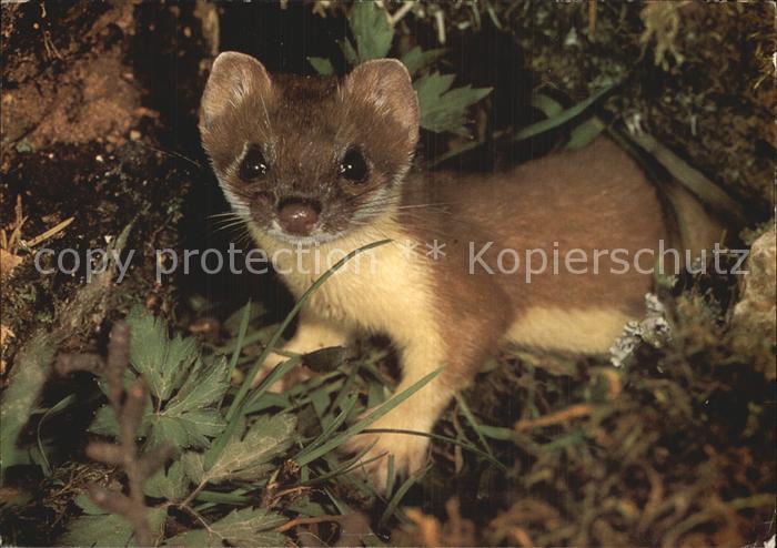 Tiere Grosses Wiesel Spendenkarte