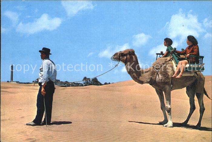 Kamel Camel Chameau Gran Canaria Maspalomas Costa Canaria