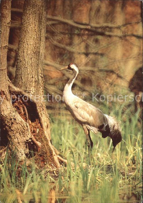 Voegel Birds Oiseaux Uccelli Pajaros-- Kranich
