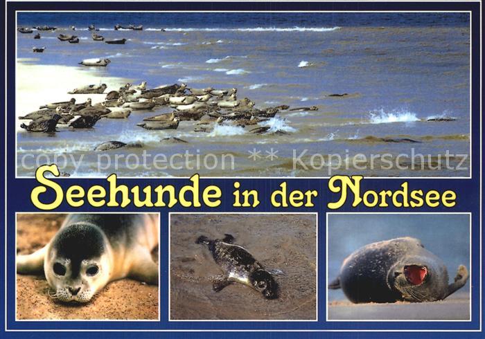 Seehunde Robben Nordsee