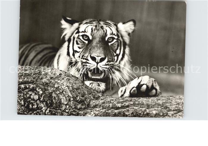 Tiger Tiere Zoo Halle