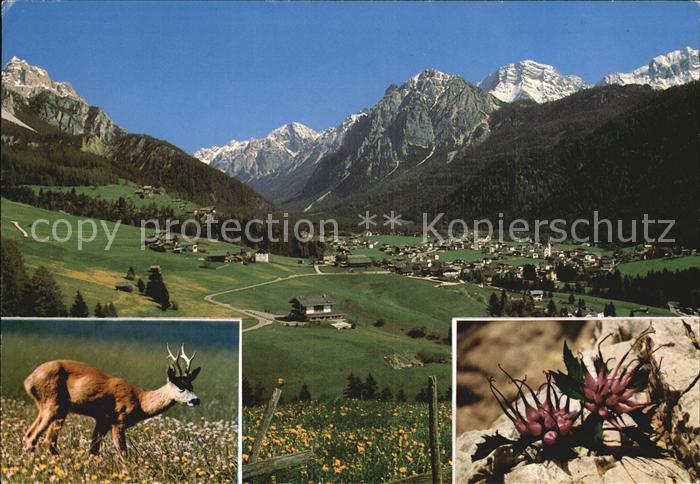 San Vigilio Di Marebbe Hirsch Blume Dolomiten