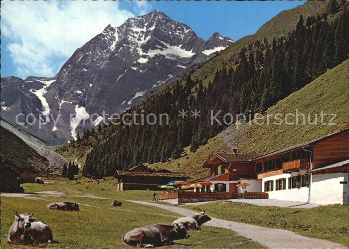 Neder Pinnisalm mit Habicht Stubaital Stubaier Alpen Kuehe