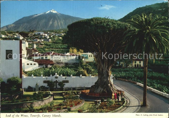 Icod de los Vinos Drachenbaum Palme Vulkan Teide