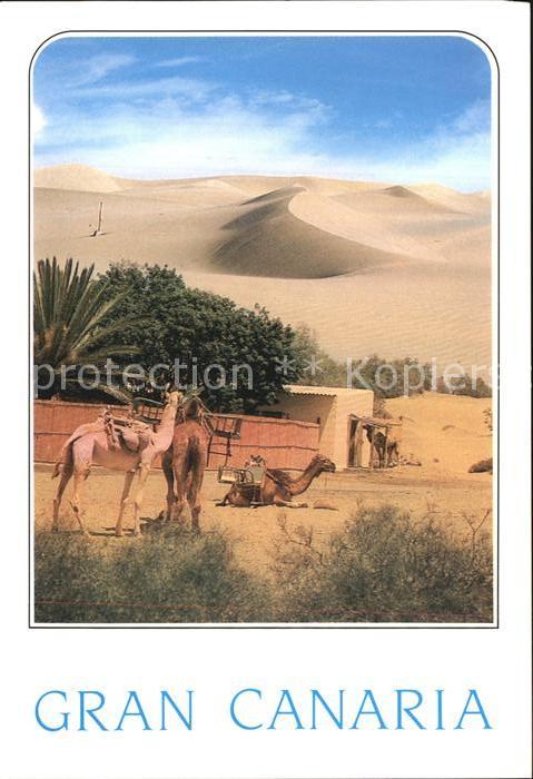 Maspalomas Dromedar Wueste